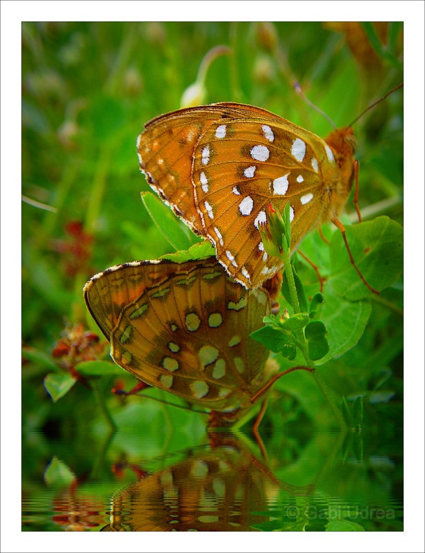 [Butterfly_3_©GabiUdrea.jpg]