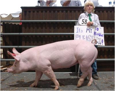 [Pig+auction.jpg]