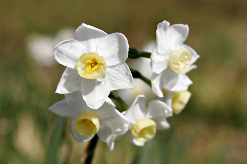 [Narcissus_poeticus2水仙花.jpg]