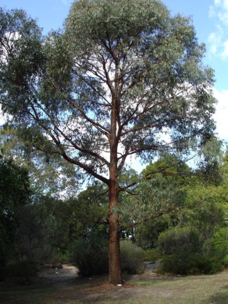 [Eucalyptus_radiata澳洲尤加利.jpg]