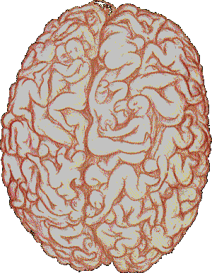 O Cérebro do homem!