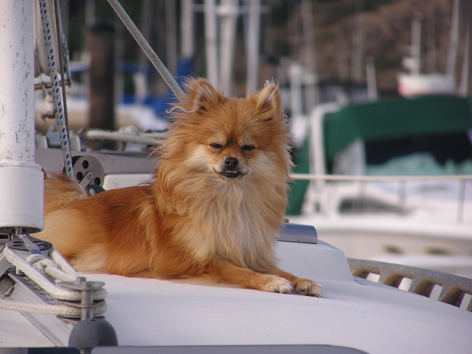 Sweet Little Sailing Dog
