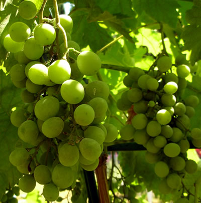 [grapes-1341.jpg]