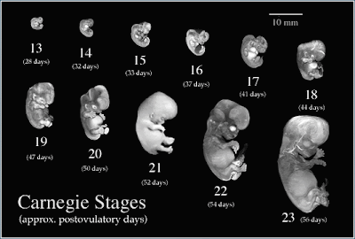 pictures of pregnancy stages