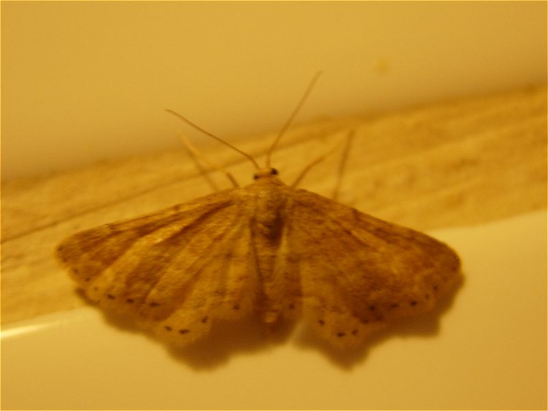 [spain2007_moth6_idaea_18may07_800l_20.jpg]
