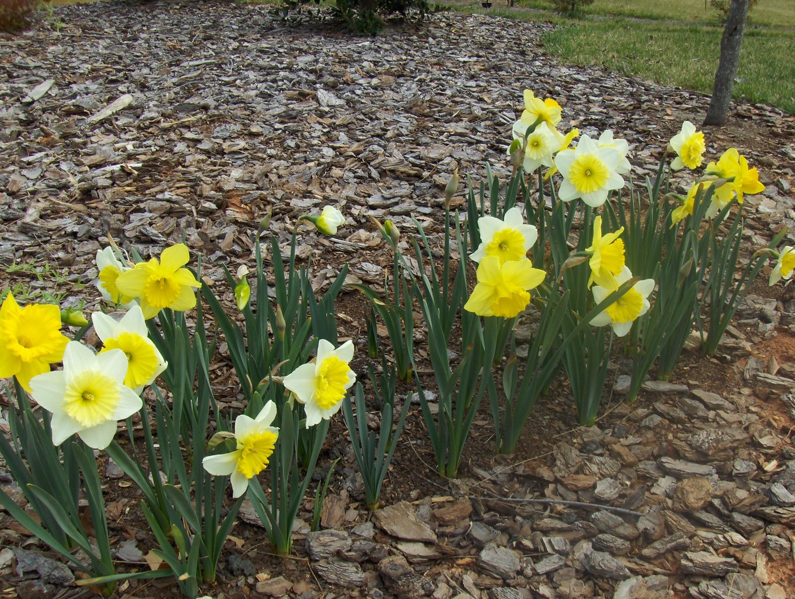 [Daffodils1.JPG]