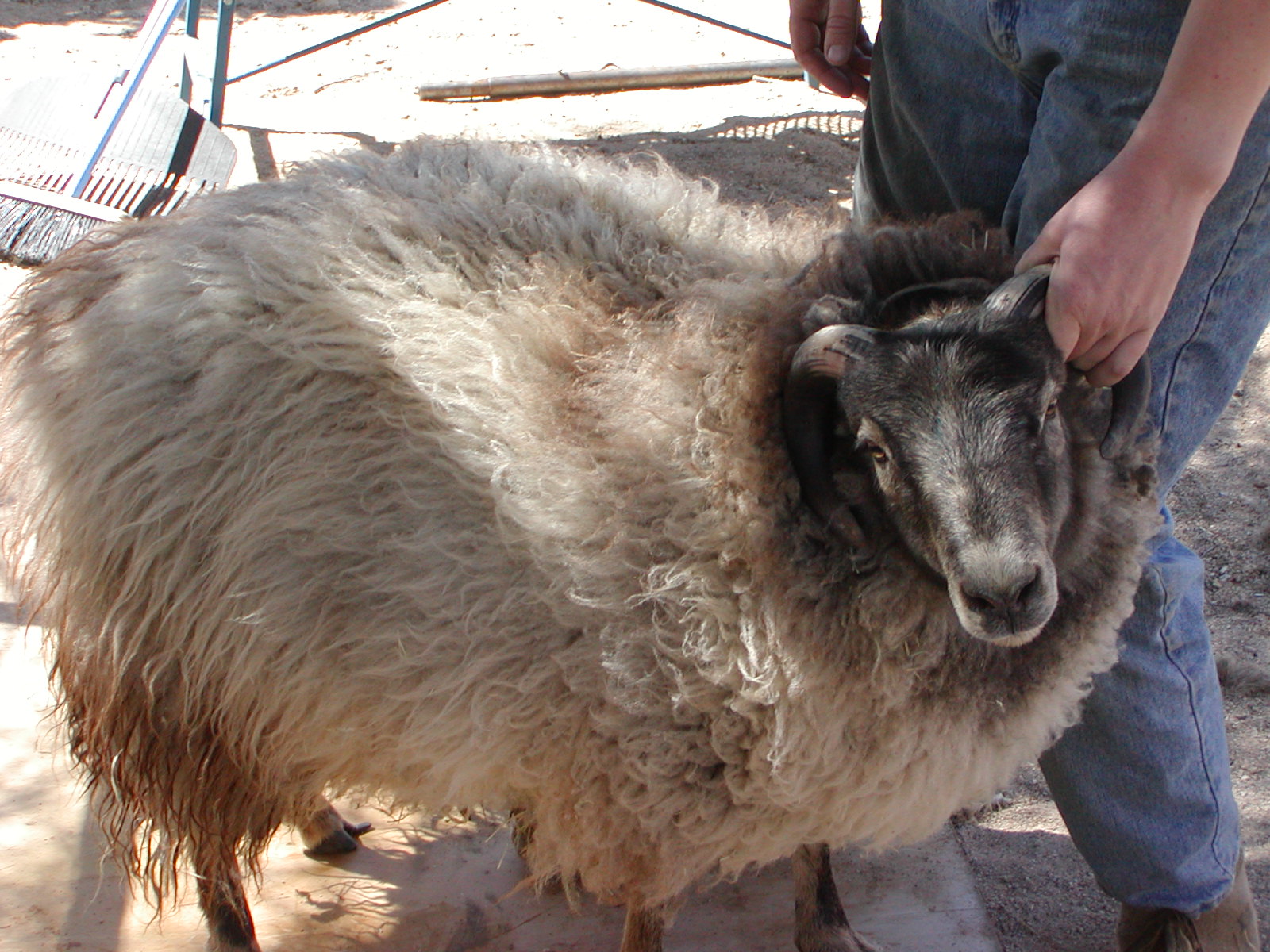 [Columbian's+lambs+and+march+shearing+007.jpg]