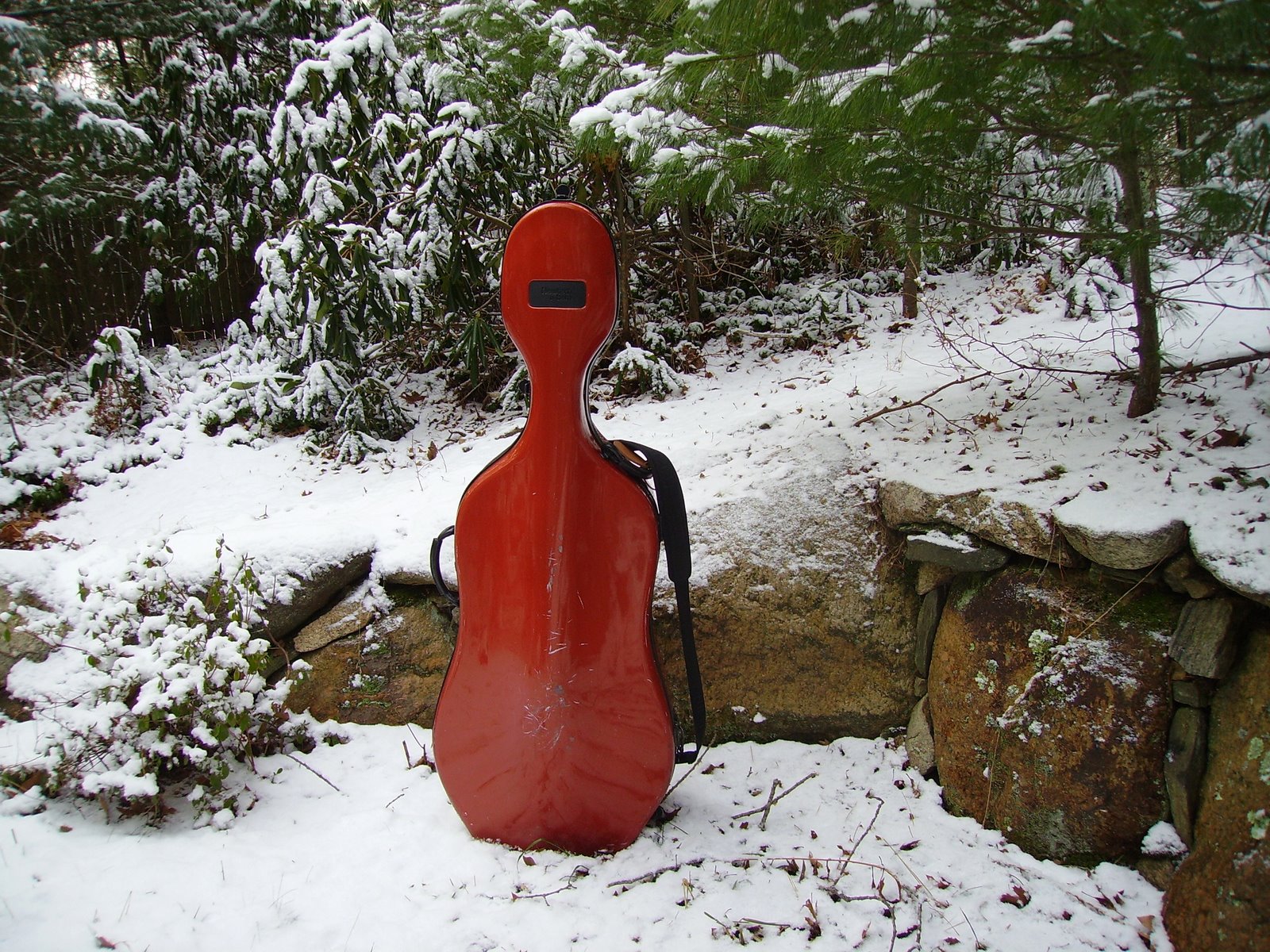 Cello in January