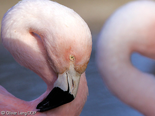 [flamingo500_500.jpg]