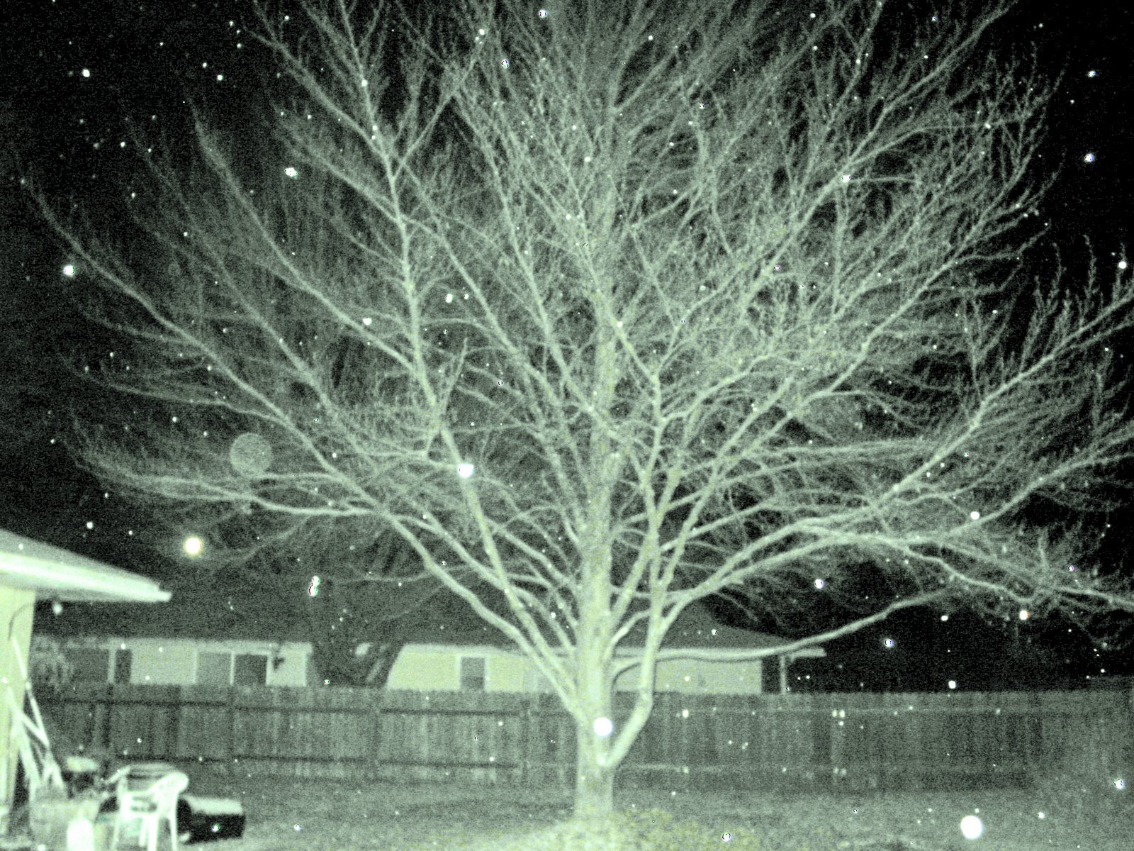 [my+tree+11262007.jpg]