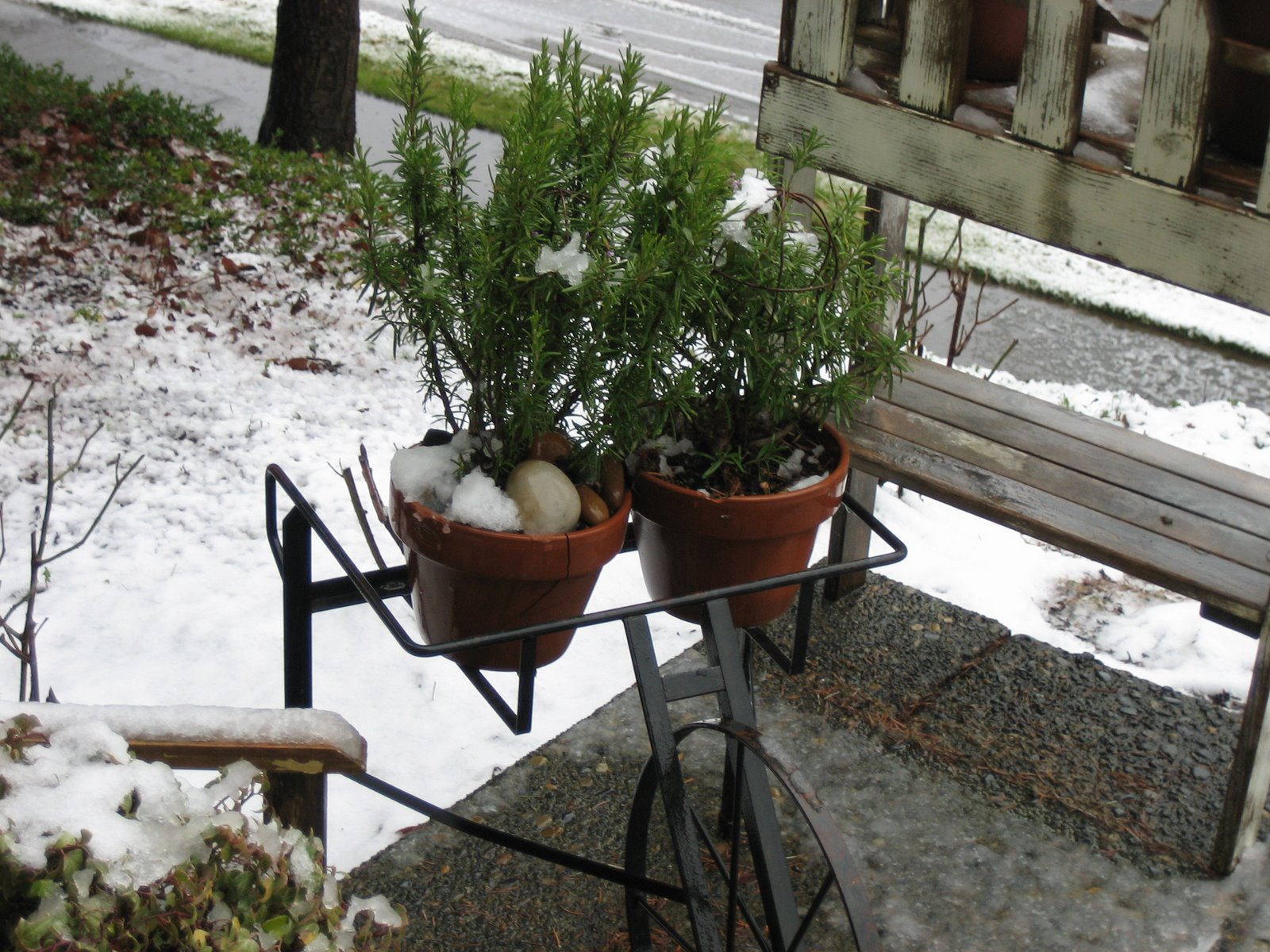 [Snow+Early+Feb+2008+and+Pincushions-014.jpg]