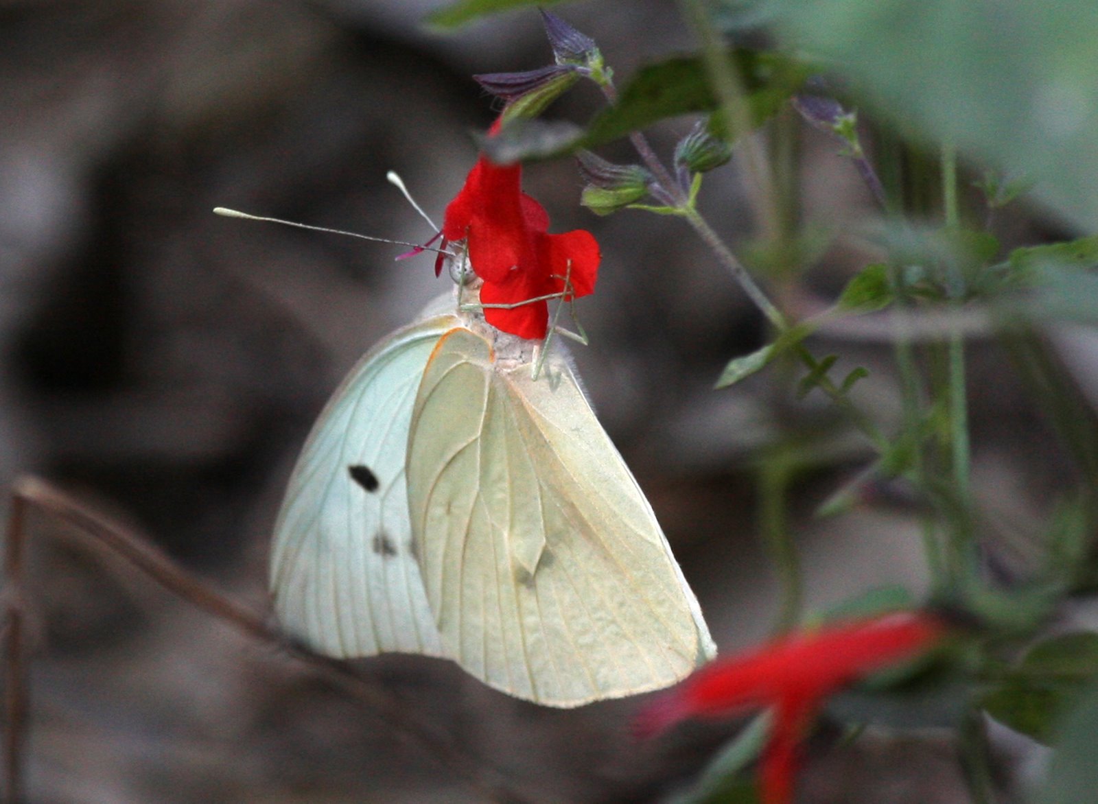 [Butterfly-Giant+White++IMG_0040.jpg]
