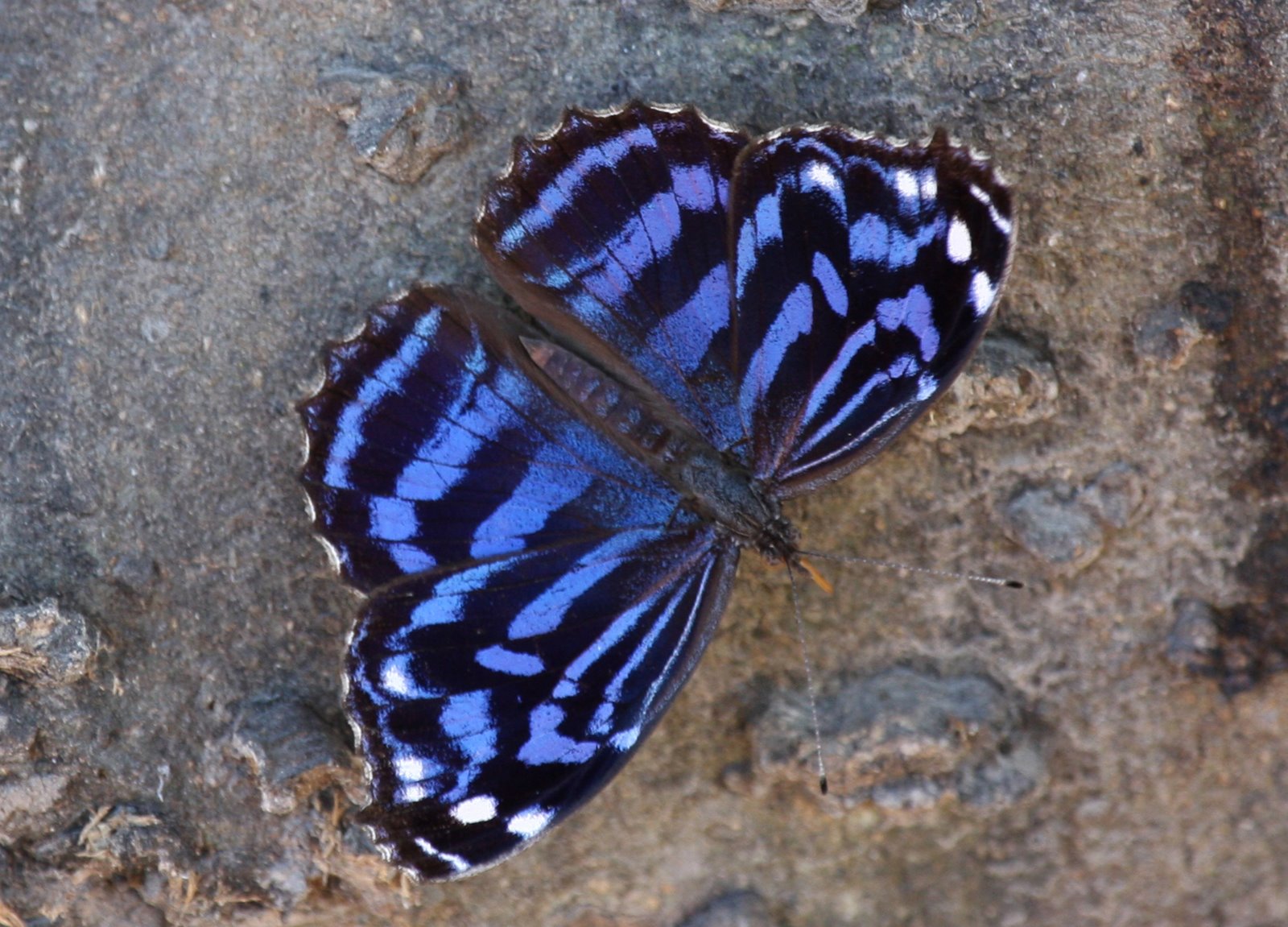 [Butterfly-Mexican+Bluewing+IMG_0022.jpg]