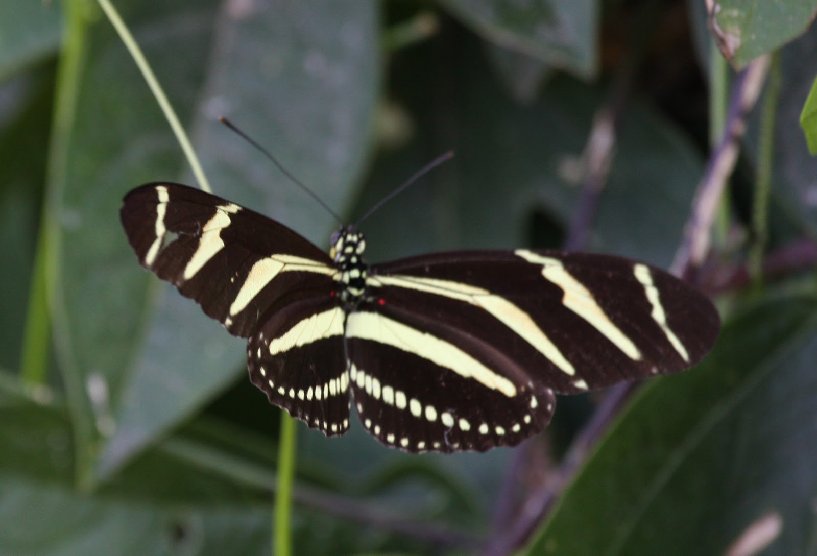 [Butterfly-Zebra+Heliconian+IMG_0028.jpg]