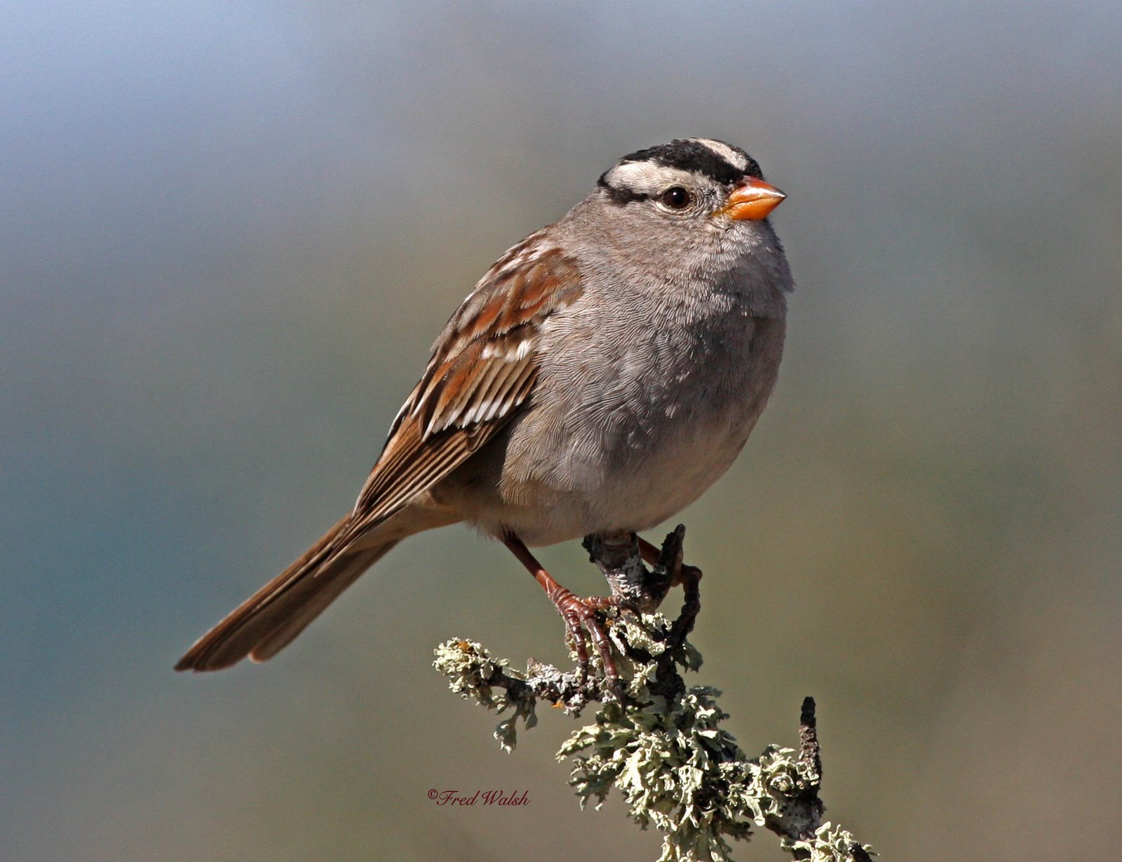 [Sparrow-White+Crowned+IMG_4400.jpg]