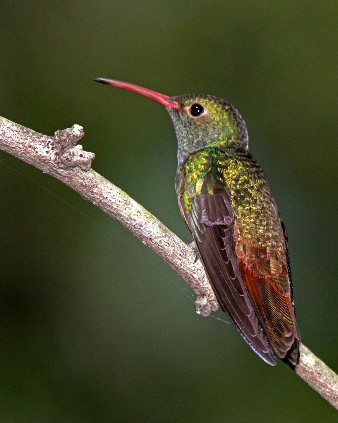 [Hummingbird-Buff-bellied+IMG_4281.jpg]