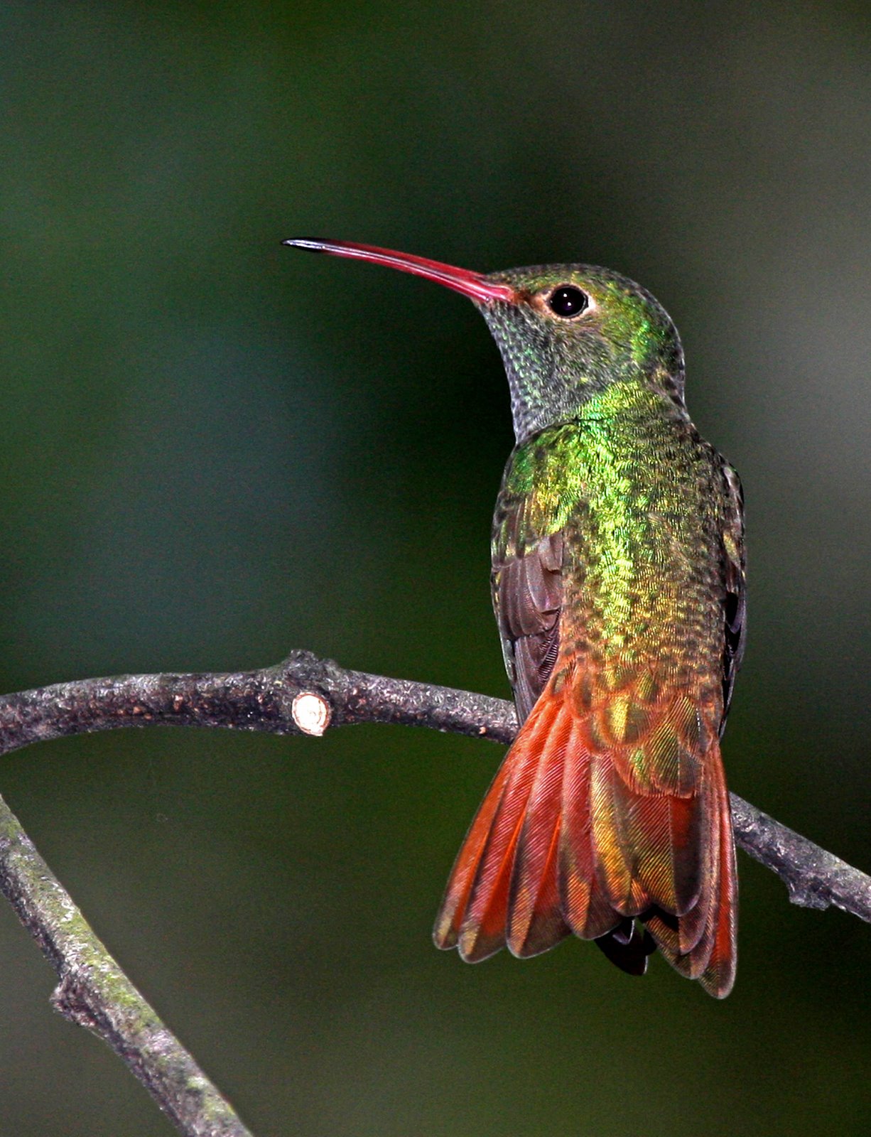 [Hummingbird-Buff-bellied+IMG_4285.jpg]