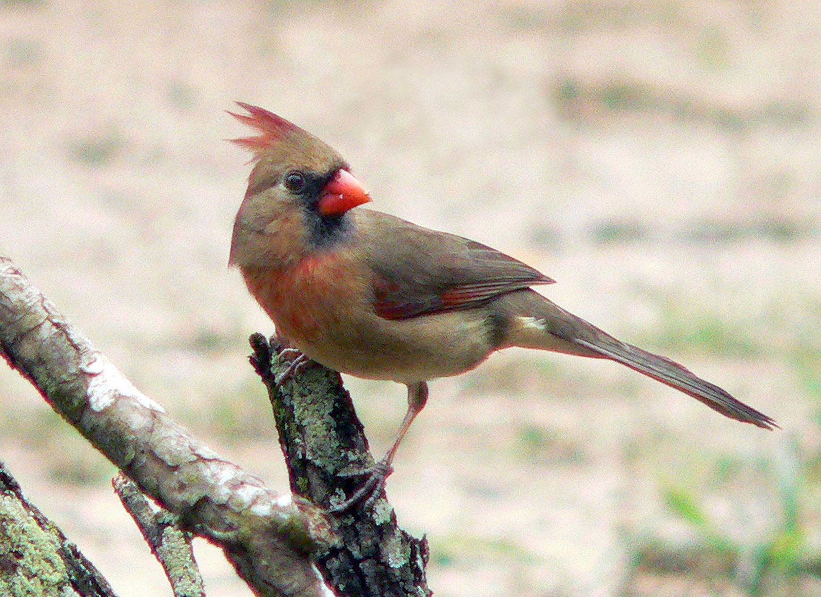 [Female+Cardinal.jpg]