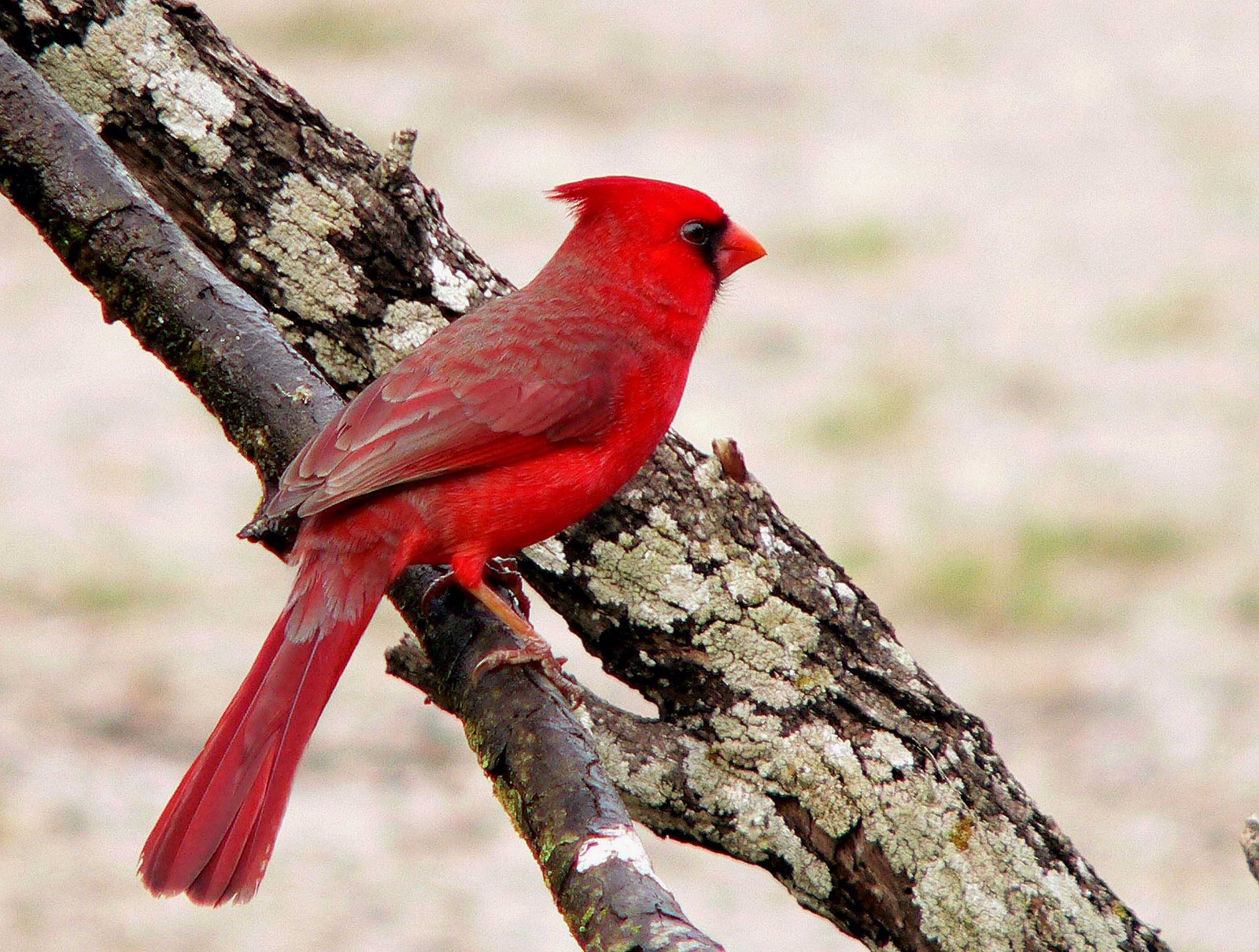 [Male+Cardinal.jpg]
