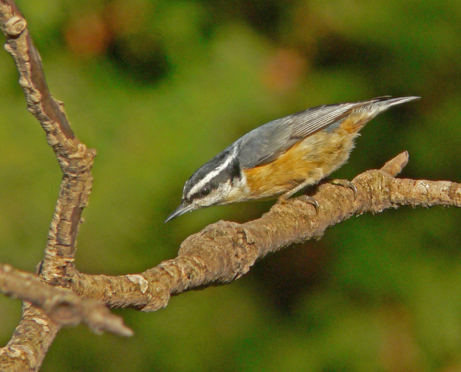 [Nuthatch-Red+breasted+20071009+015a.jpg]