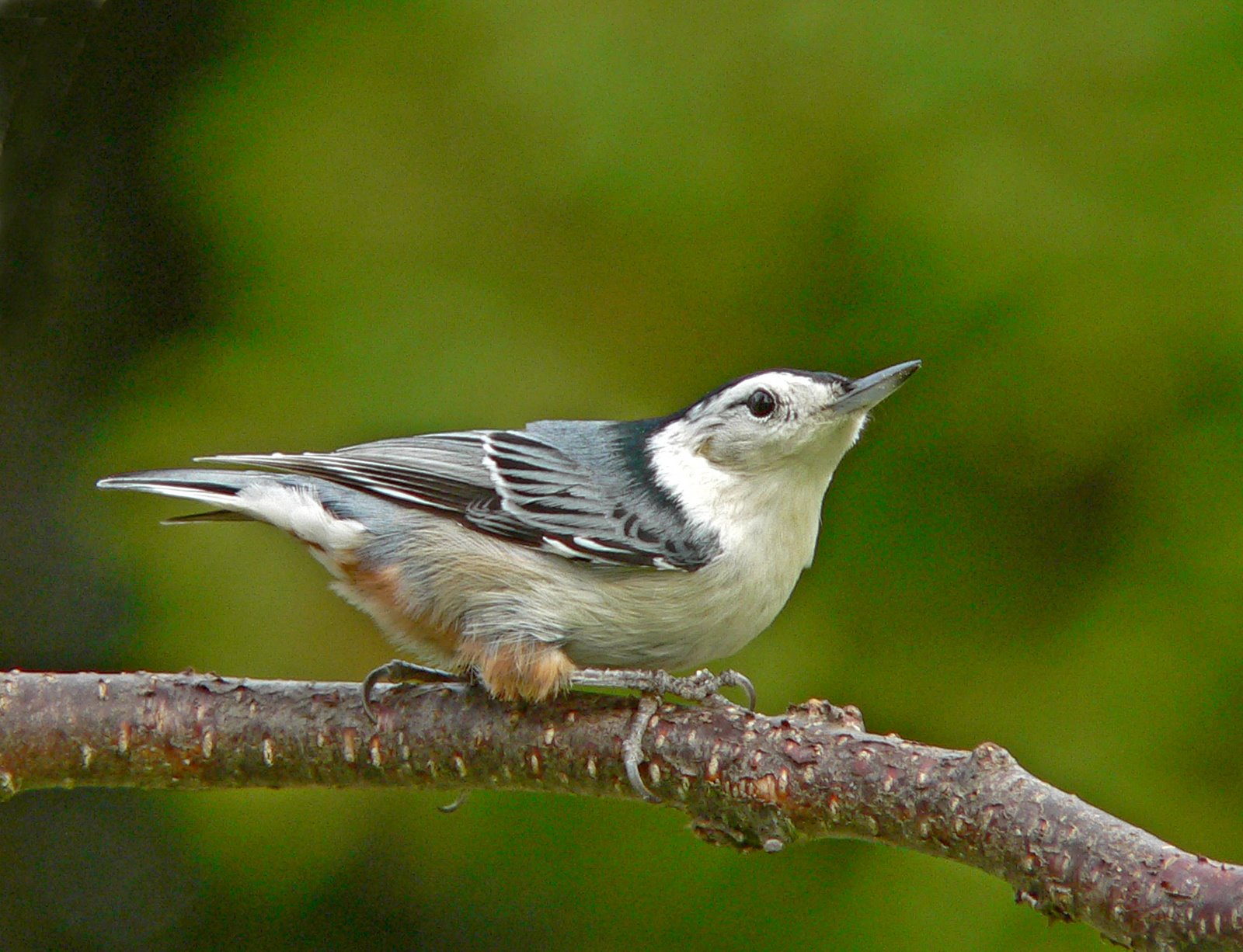 [Nuthatch-White+breasted+20071026+051.jpg]
