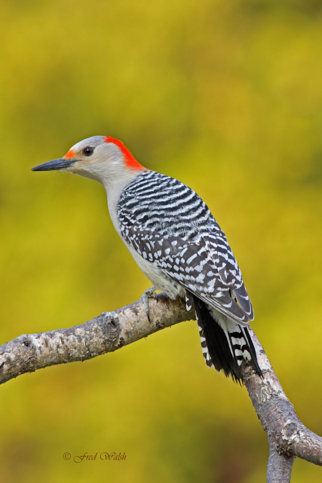 [Woodpecker-Red-bellied,+female+IMG_8210.jpg]