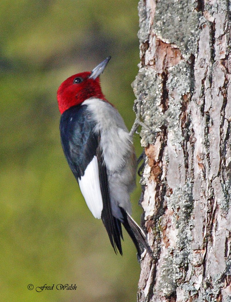 [Woodpecker-Red+Headed+IMG_9363.jpg]
