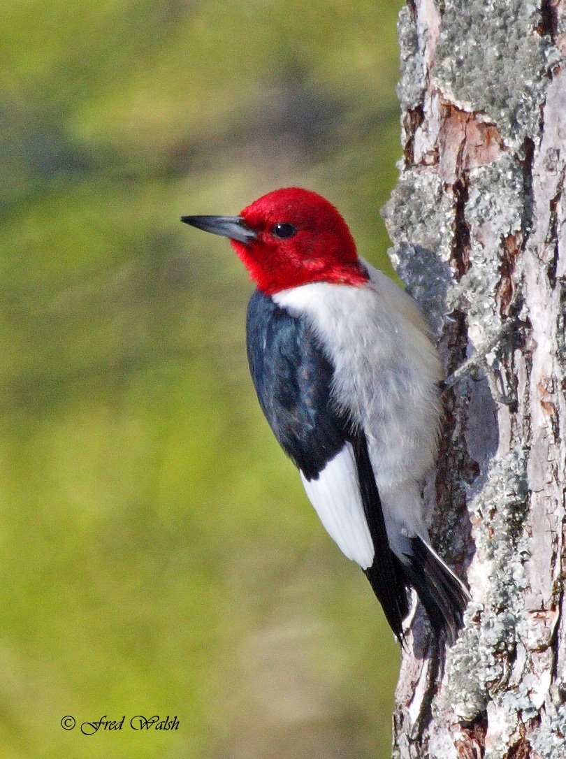 [Woodpecker-Red+Headed+IMG_9378.jpg]