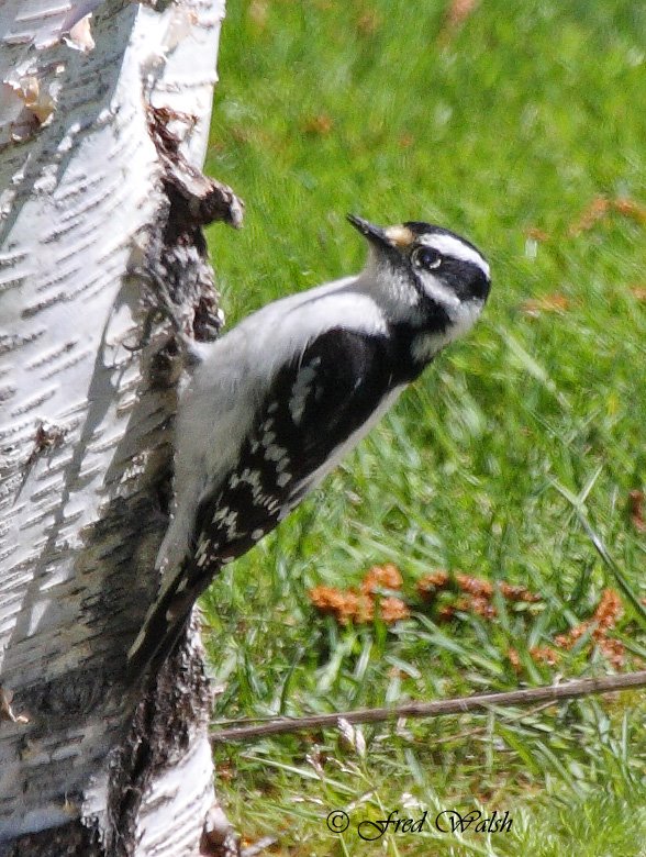 [Woodpecker-Downy,+female+IMG9167.jpg]