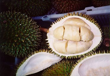 [durian3.jpg]