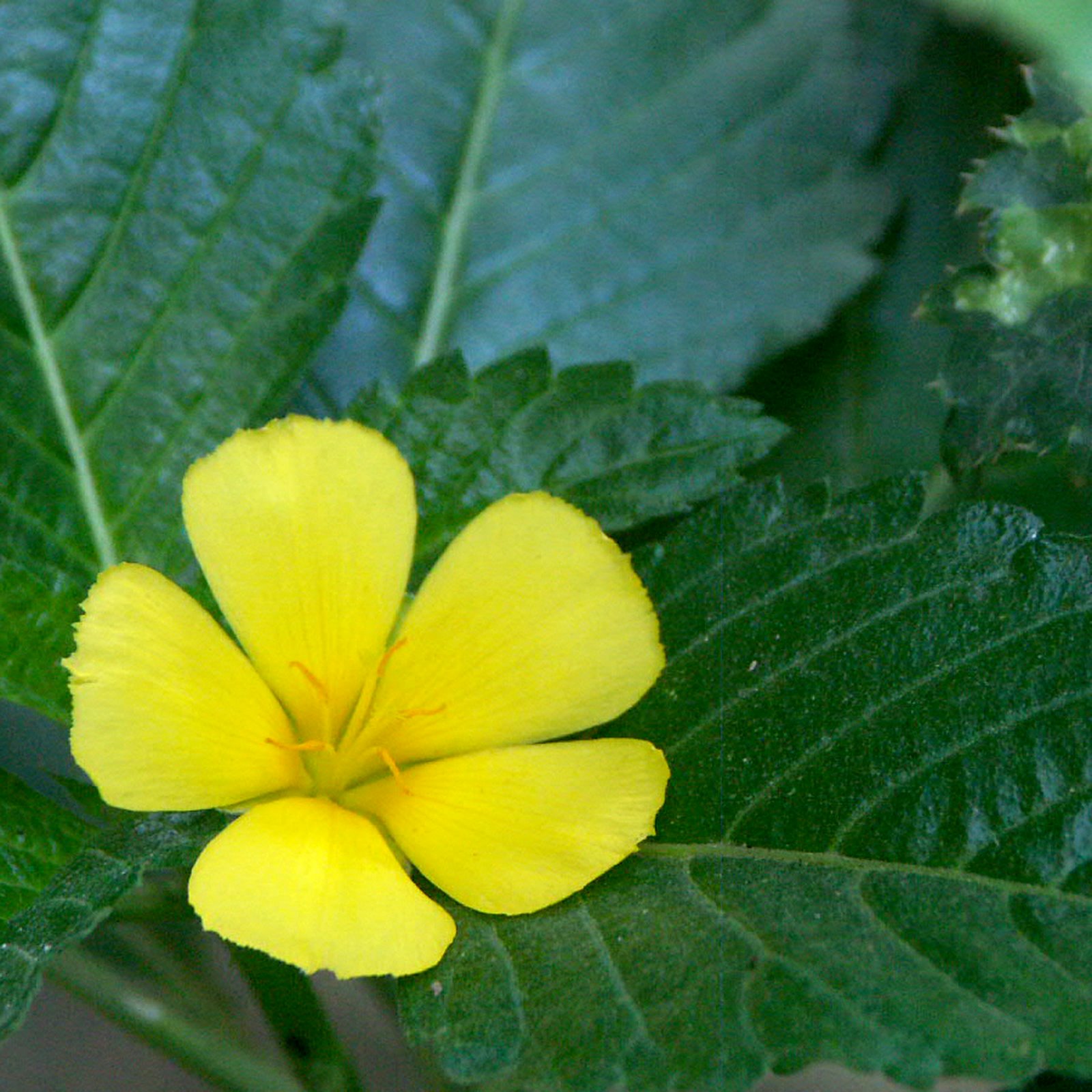 [yellowflower.jpg]