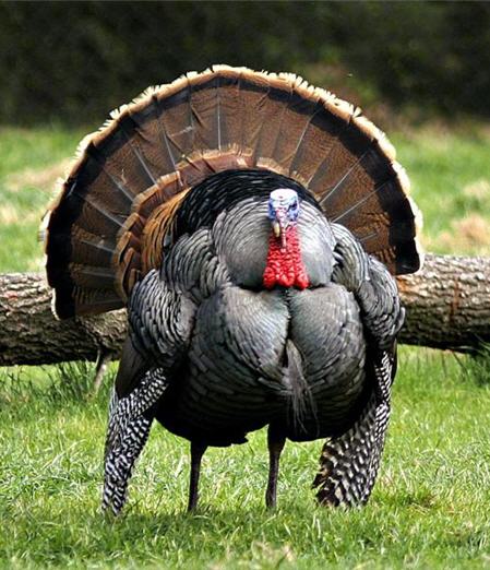 [thanksgiving+turkey.jpg]