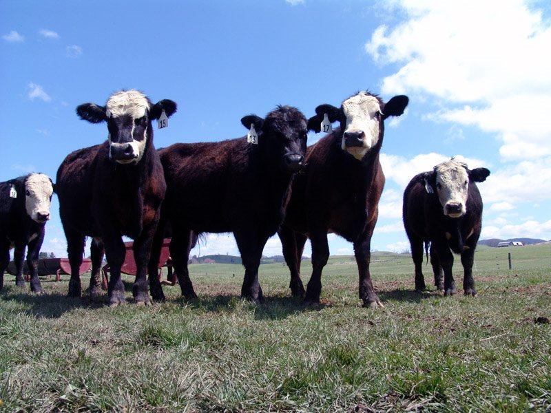 [2007-08-20-Cattle.jpg]