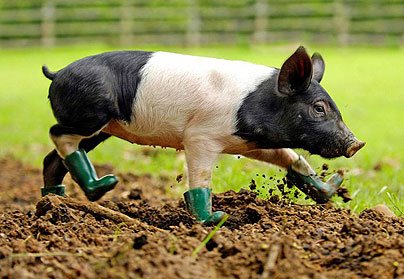 [PIG_IN_BOOTS_404_677893c.jpg]