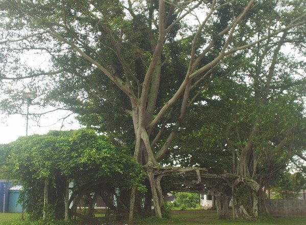 [my+historical+tree.jpg]