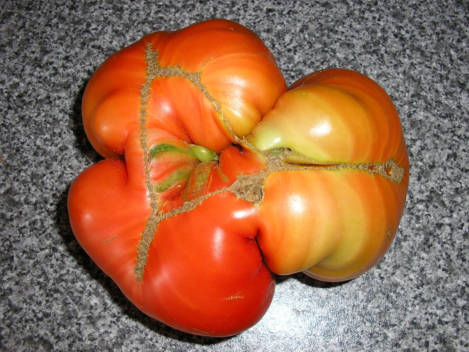 [tomate+002.jpg]