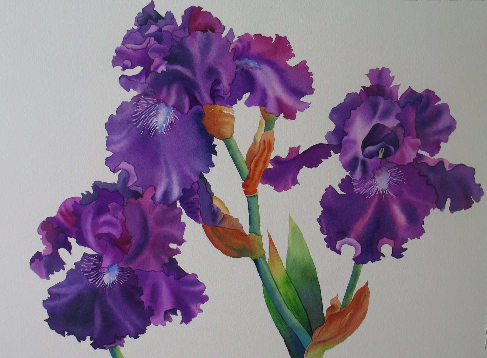 [Frilly+Purple+Irises.jpg]