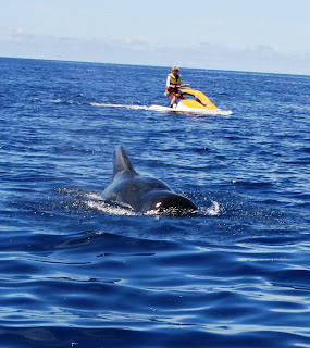 Whale watching at the Paradise Taveuni