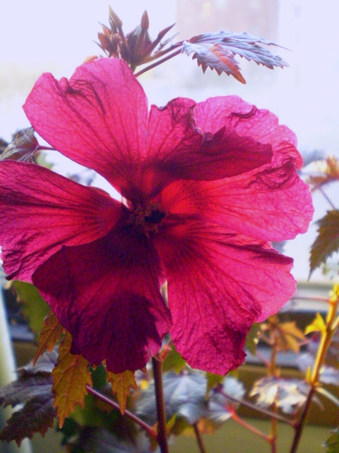 [hibiscus+acetosella+brown+sugar+flower+(own)2.jpg]