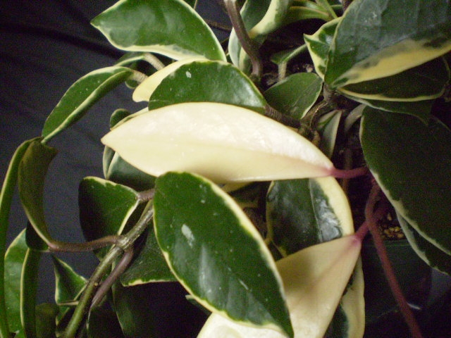 [hoya+carnosa+krimson+queen+all-white+leaf+(own).jpg]
