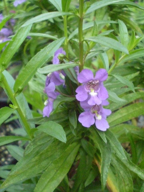 [angelonia+serena+purple+(own).jpg]