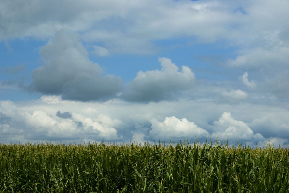 [corn&clouds-7-27.jpg]