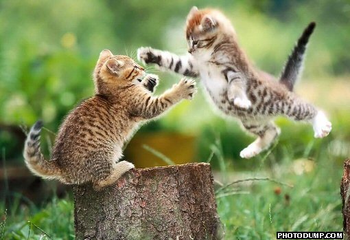 [flying-cat-fight.jpg]