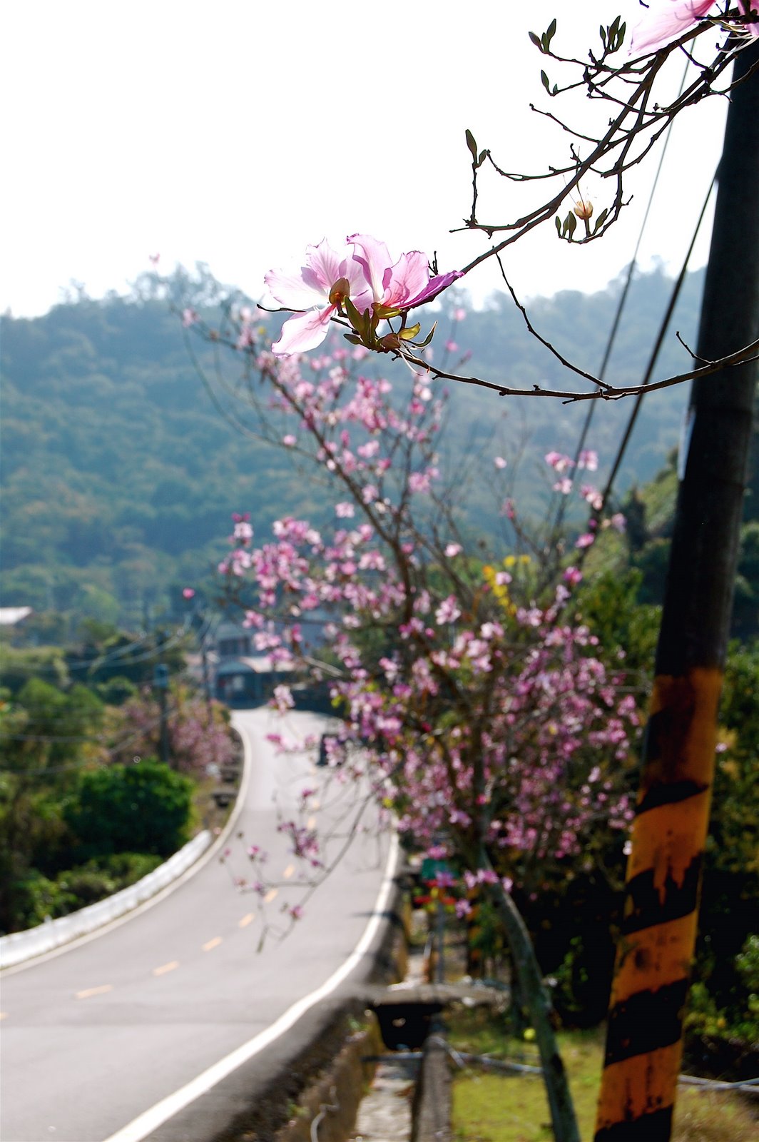 [flower+road.jpg]