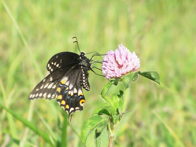 [Swallowtail+Beauty+1014.jpg]