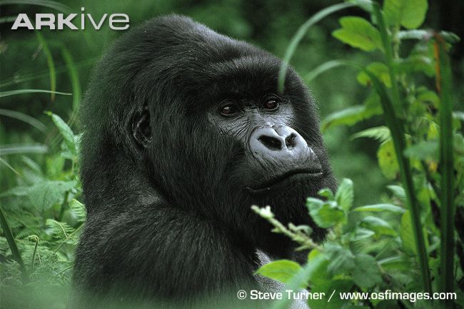 [large-Mountain-gorilla-silverback.jpg]
