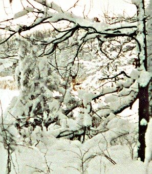[winter+deer.jpg]