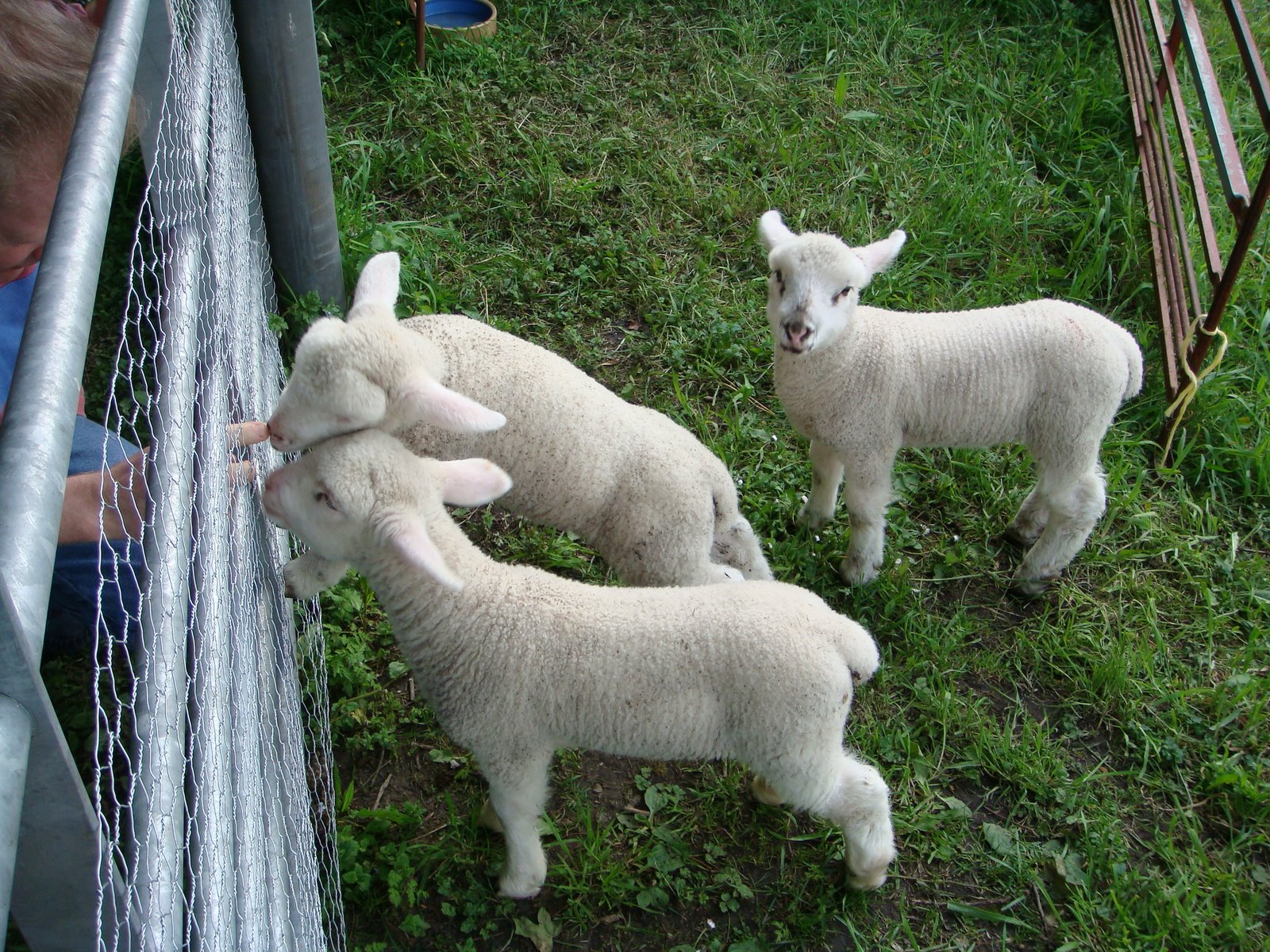 [Baby+Lambs+2.JPG]