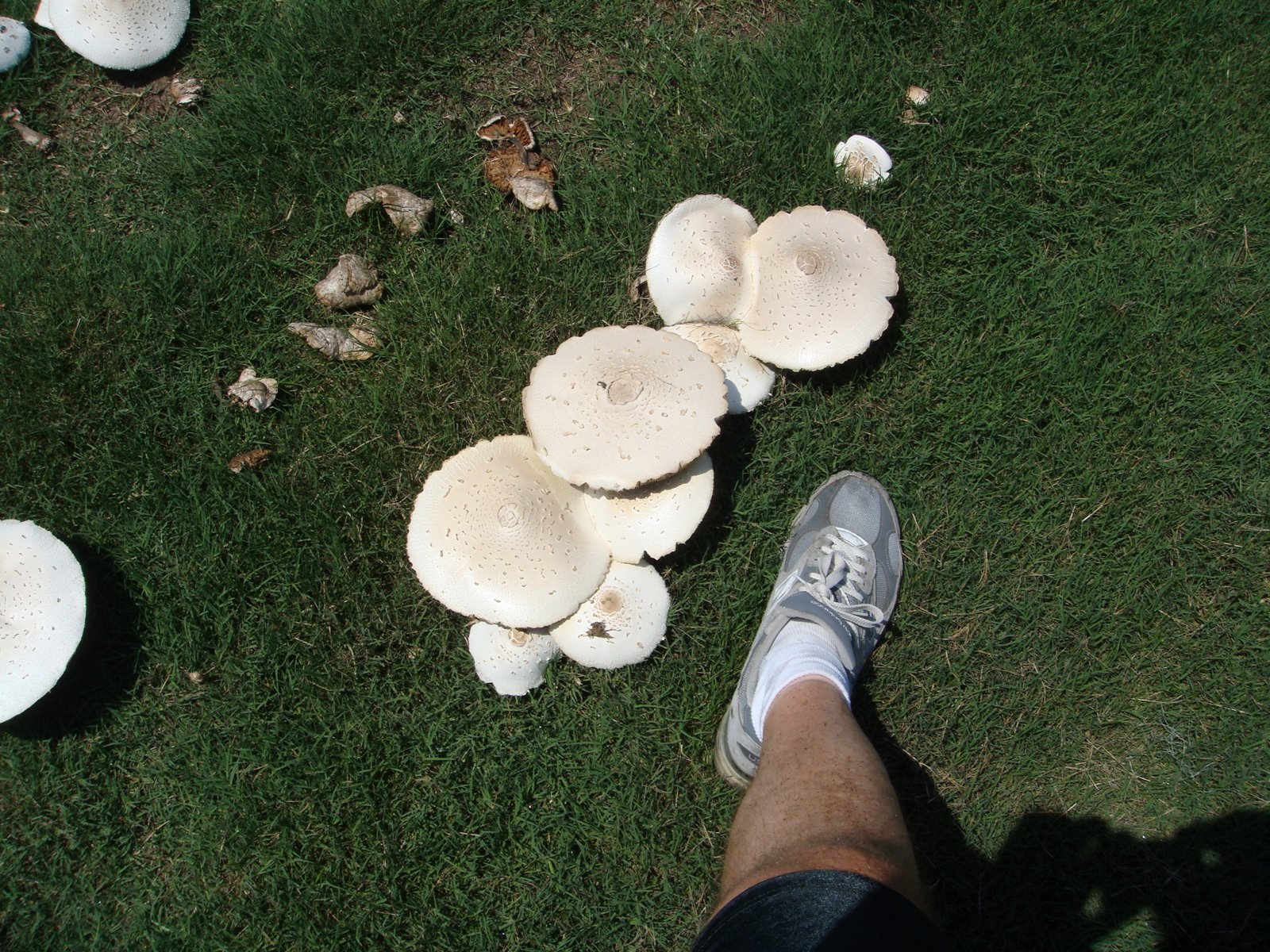 [0719+Mushrooms+with+foot.JPG]