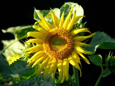 [big+sunflower.jpg]